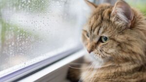 cloudy home windows